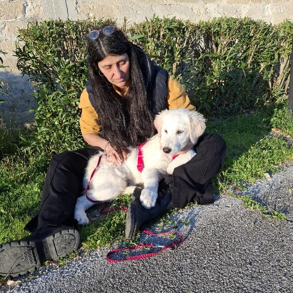 LAVA cucciolona mix maremmana in adozione Foto 4